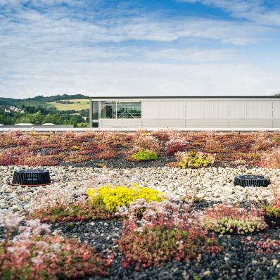 Dallmer green roof